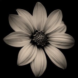 Meet your Posher, Cherie